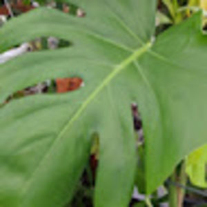 Meet your Posher, Kurt